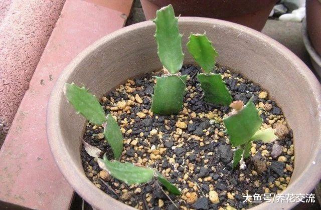 有朋友选择在秋季用蟹爪兰的枝条扦插繁殖, 你觉得做对了么?