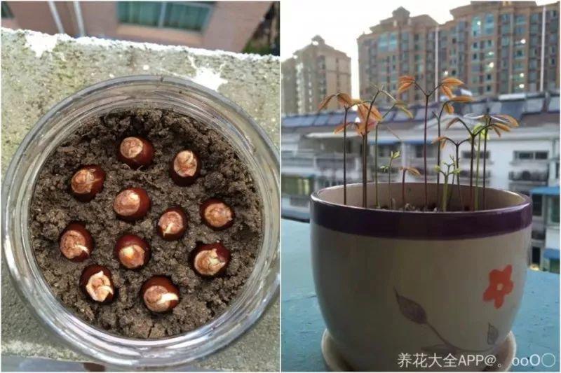 水果籽丢盆里, 呼呼冒绿芽, 长的绿萝还要快!