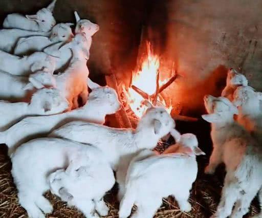 小伙为给十几只小羊取暖, 在羊圈里生火堆, 结果却让人感到意外
