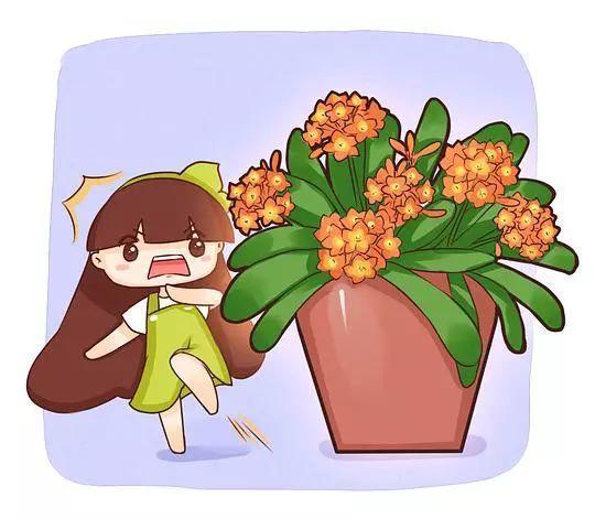 君子兰不开花? 给它这样一换土, 开花多不夹箭!