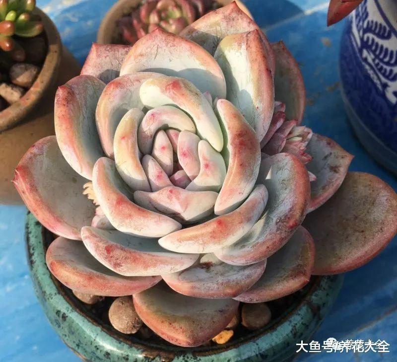 多肉长歪了? 给它转转花盆, 自己就能正回来!