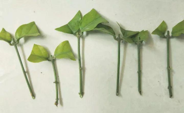 扦插的茉莉养不活? 给它套个塑料杯, 一个枝条长一盆!