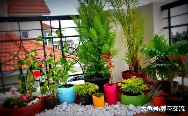园艺新手应该掌握的12个养花基本技巧, 盆栽植物想要养死都难