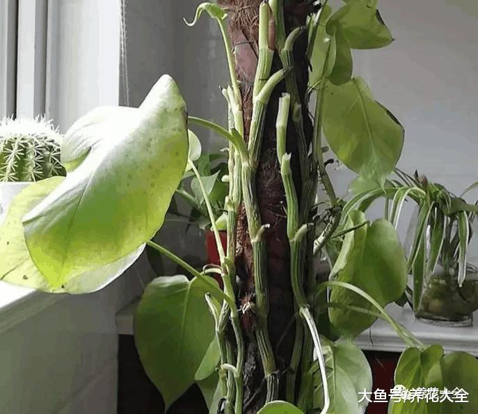 绿萝秃的只剩梗? 学会这一招, 起死回生再爆10盆!