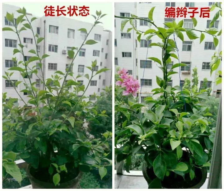 三角梅发财树, 被爷爷编上小辫儿, 疯狂冒新叶花朵呼呼开!