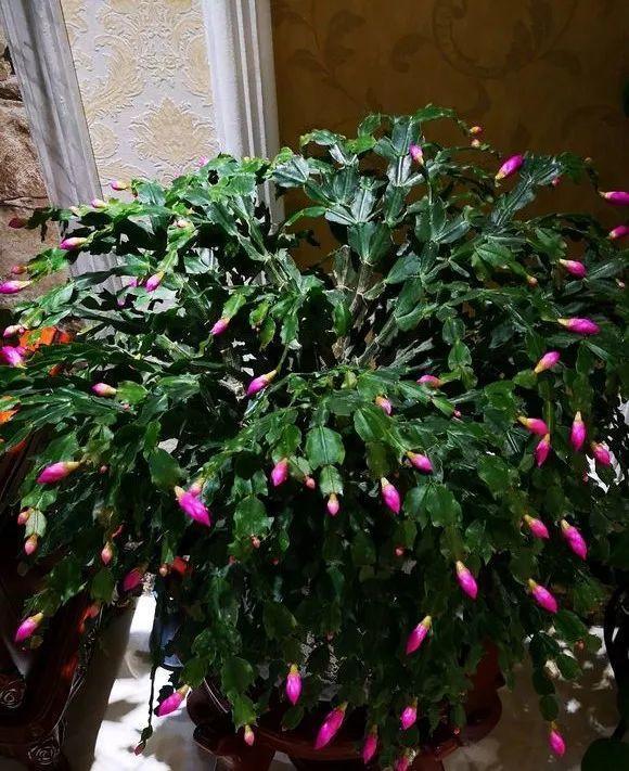 淘米水靠边站, 给花喝口鸡蛋水, 黄叶变绿叶!