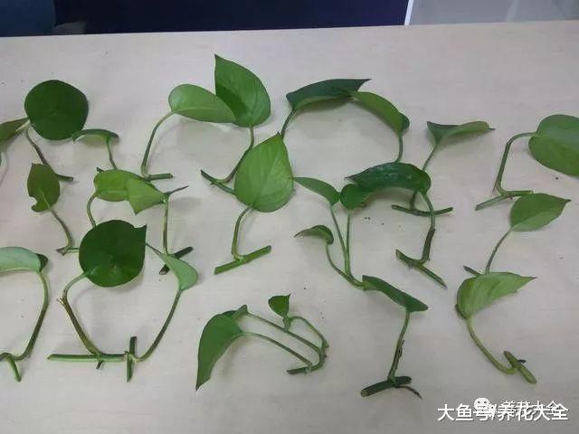 绿萝养不好? 那就换种方法, 长到花盆装不下!