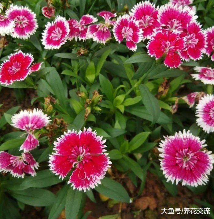 粉色梦幻的石竹花种在阳台上, 整个夏季都能看到鲜艳的花朵