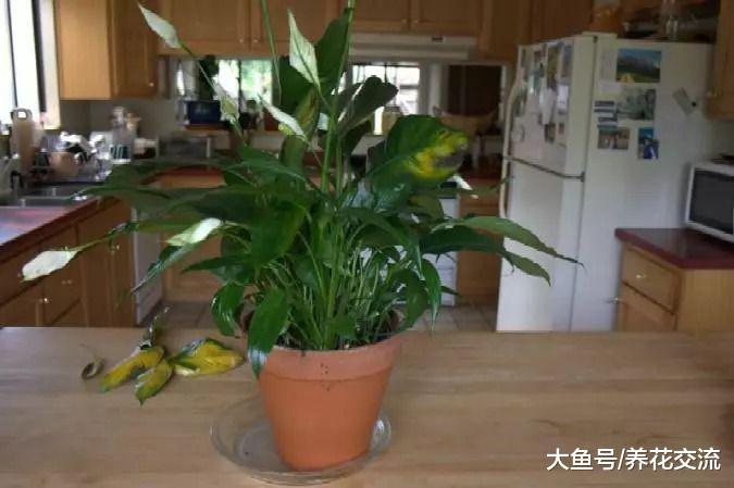 纯白色优雅的白掌盆栽, 特别适合养在没有光照的房间里