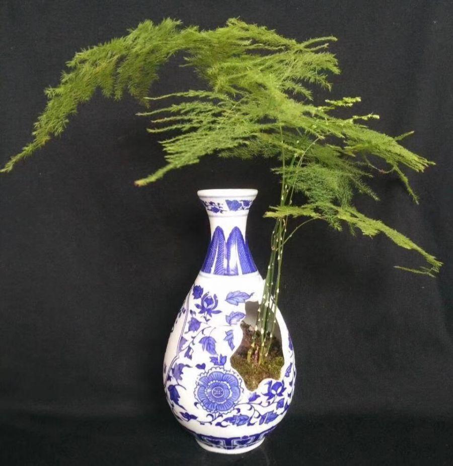 文竹喝点营养水, 叶子不黄了, 一夜冒芽绿油油!