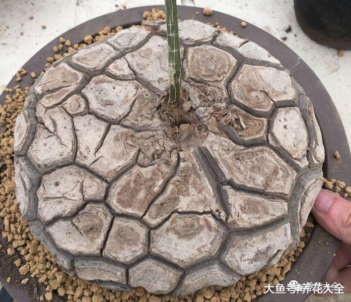 这些多肉, 虽然长得离谱, 却是肉界的爱马仕!