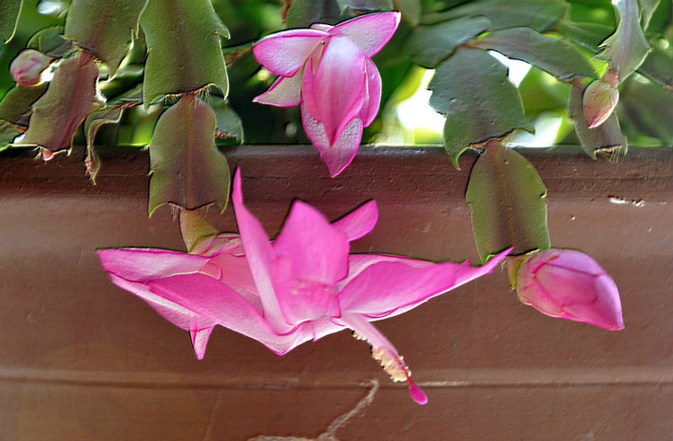 冬天养“蟹爪兰”, 学着这样“浇水”, 花苞盛开, 枝叶厚实!