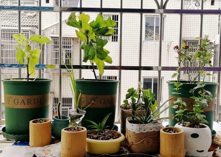 “冬至”养花有讲究, 从浇水到修剪, 赶紧给花过个肥年!