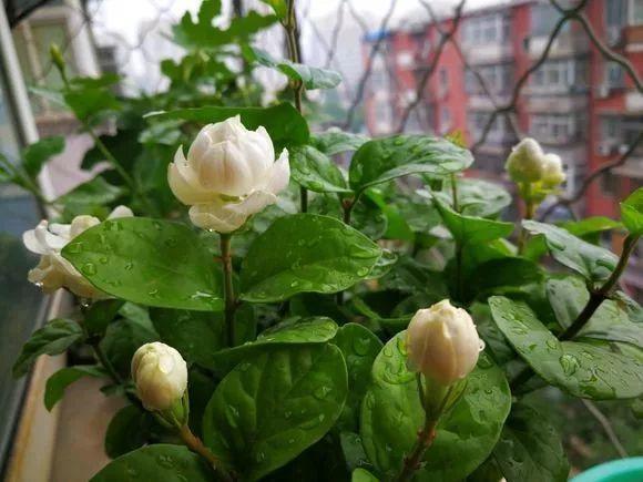 这8种花, 就爱喝雨水, 越淋雨长得越壮实!