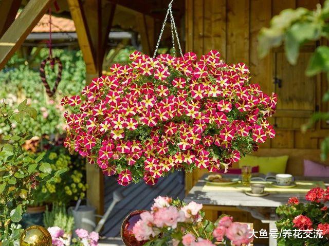 适合养在窗台上的吊盆花卉, 哪一种才是你的最爱