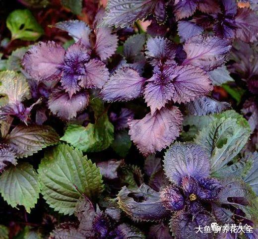 在家种一盆紫苏, 好看又好养, 连调料都不用买了!