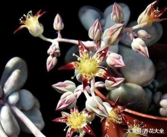 这15种多肉, 只要一开花, 比牡丹还要美!