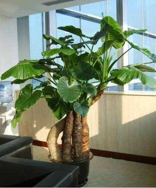 很多人养这“4种”花, 可它们盆盆带“毒”, 养护要小心!