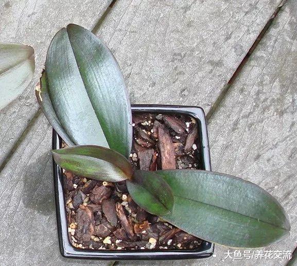 蝴蝶兰开花之后怎么管理才能每年开花, 这几点都要注意