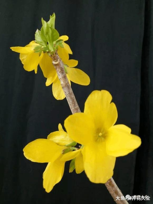 牡丹? 芍药? 这你都分不清, 还怎么踏青赏花!