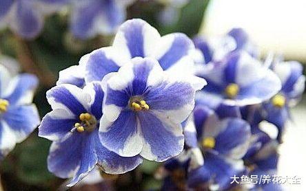 养花就是养“孩子”, 做到这几点, 时不时给你来个惊喜!