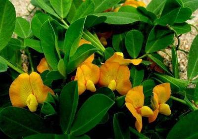 花生仁、花生壳都是“宝”, 牛人这么用, 家里“花多、花旺”