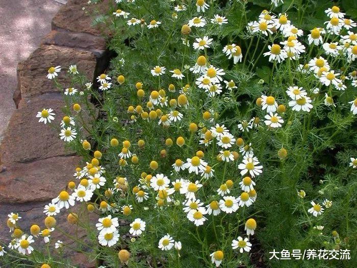 洋甘菊养花还有这么多好处, 驱赶虫害, 轻松变成肥料