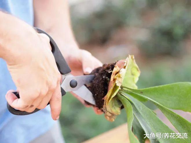 ?适合养在木板上的鹿角蕨, 挂在墙上能变成好看的装饰植物