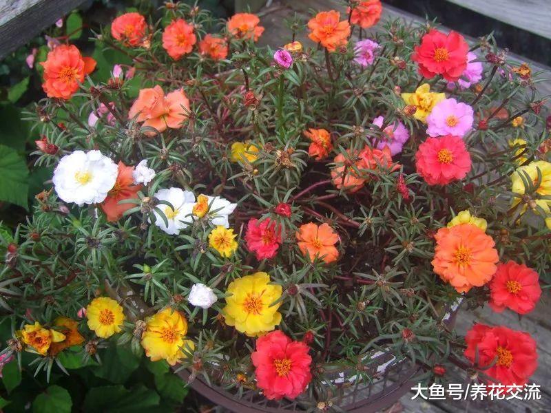 几种开花特别迷人的植物, 特别适合养在院子里