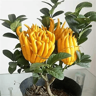 养花来点“新意”, 一盆“佛手”养上, 绿叶配黄果实, 福气多!