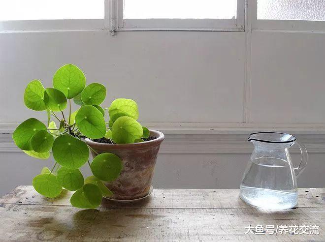 长相可爱的镜面草盆栽, 摆放在桌面上特别精致清新