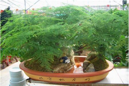 刚抽芽的“文竹”容易死, 滴点这个, 20天就能长爆盆!