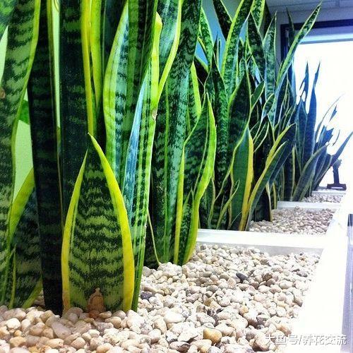 这些耐阴植物养办公室桌面上很适合, 养几年都不会挂