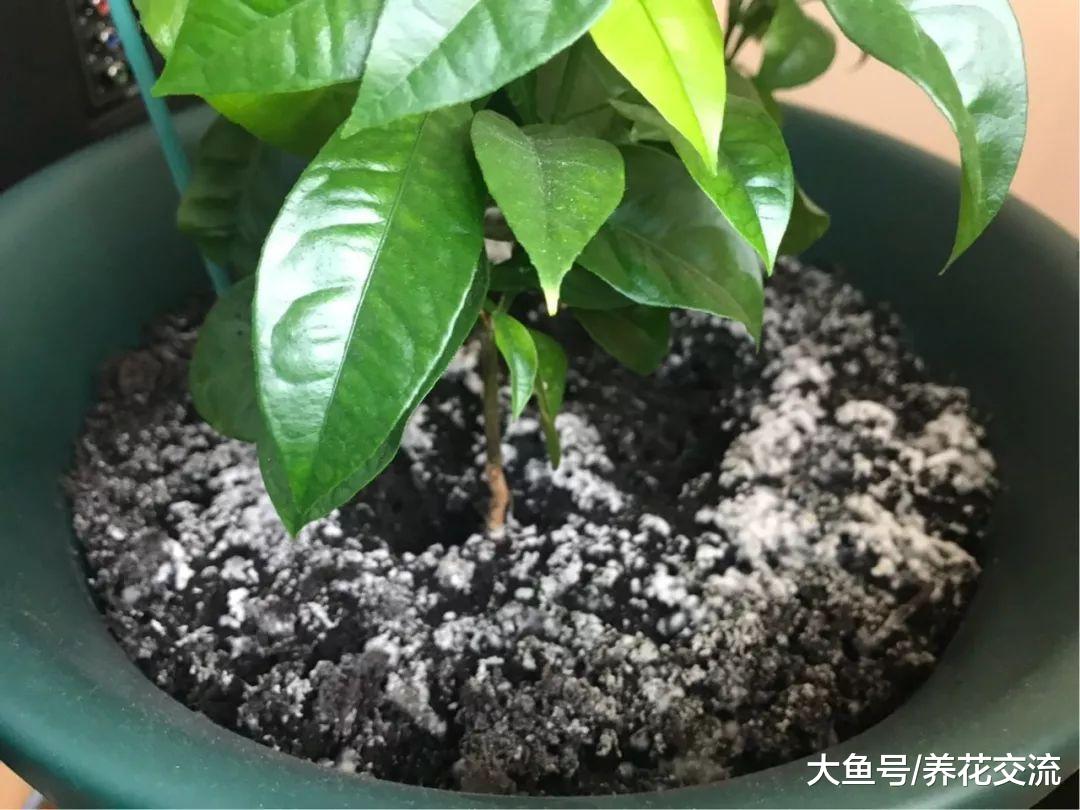 土面上老是长白毛, 盆栽植物防治土壤长霉菌的几种秘诀