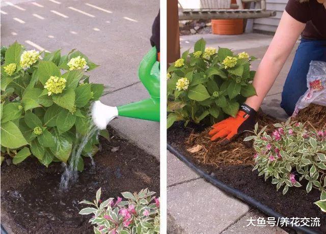 让绣球花能够年年开花的原因, 你需要做好5件事