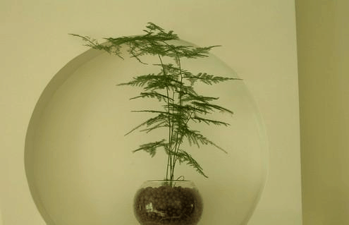 “流感”最怕这3种花, 养一盆在家里, 病菌走光光, 健康!