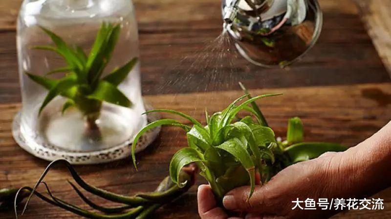 空气凤梨只需定期喷水就能养活, 可以随意摆放在家里的各个角落