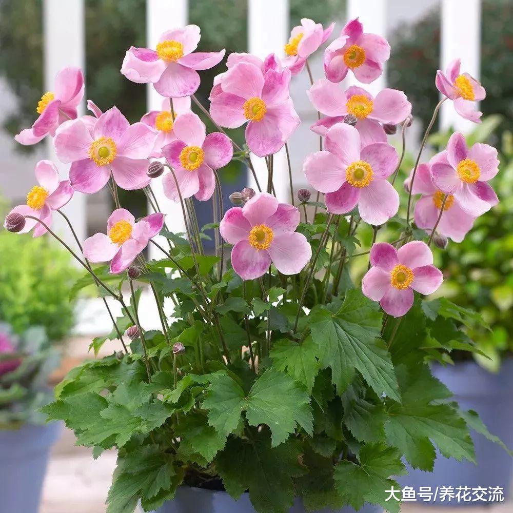 8种秋季开花特别灿烂的花卉, 整个院子都是清新的花香