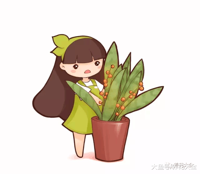 虎皮兰养的结出果子, 年年都开花, 咋做到的?