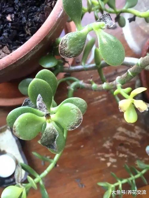 为什么室内植物不断掉叶, 要怎么打理才能避免这种状况?