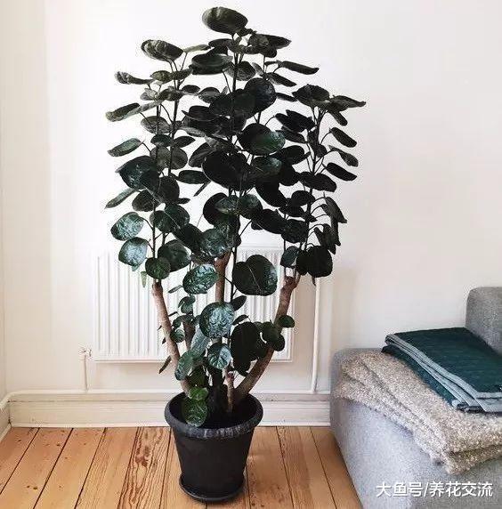 特别适合摆放在客厅的福禄桐, 原来还有不同类型的叶子
