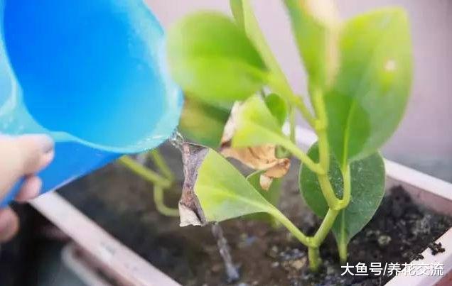 浇水过多快淹死的盆栽植物要怎么挽救呢?