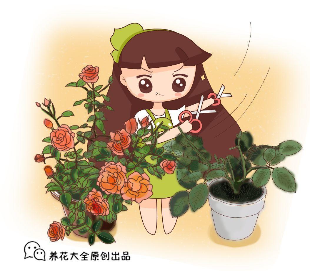 趁着还没到霜降, 抓紧做好这一步, 不然家里的花一盆不剩!