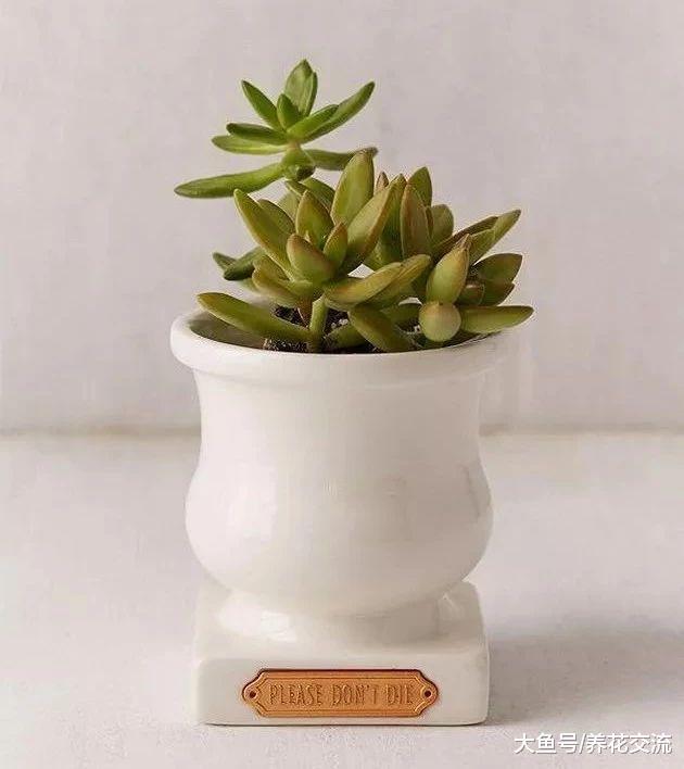 用这些技巧搭配盆栽仙人掌植物, 看起来清新、格调高