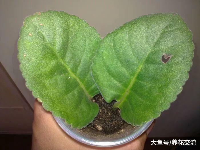 这种喜欢半阴的开花植物, 叶片切成多段都能生根发芽