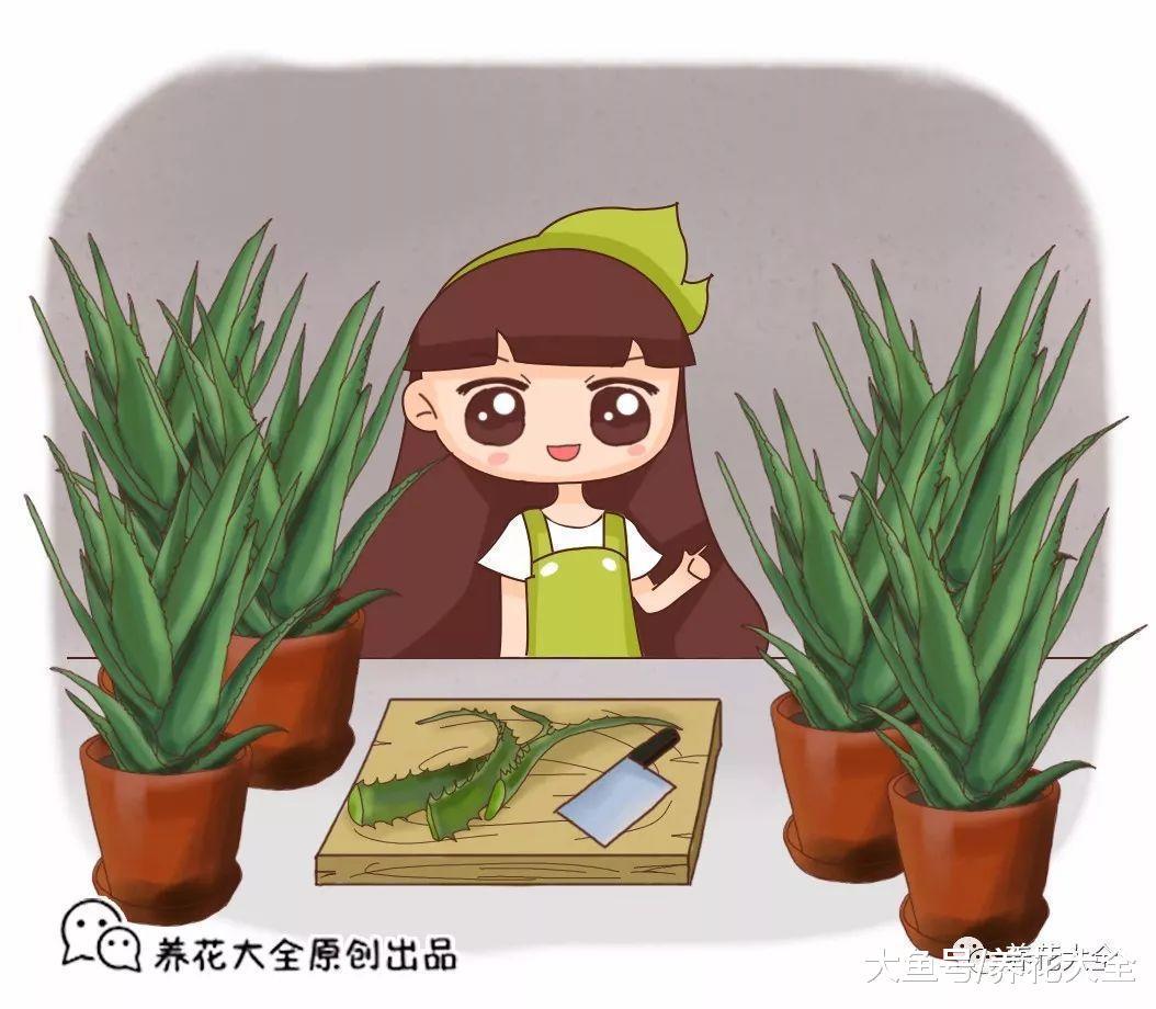 杀菌美容又能吃, 这花切1刀变10盆, 家里多得放不下!