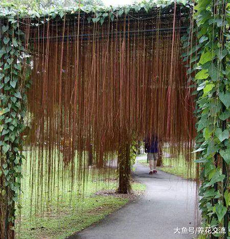 这种植物攀附在墙上如同一片瀑布, 没想到那都是它的气根