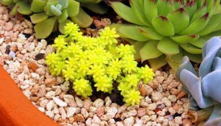 这8种花扔盆里, 40℃高温都能活, 堪称护花小能手!