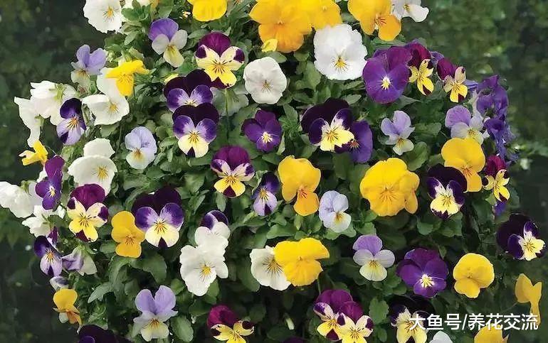 9种在冬春时节开花的草本花卉, 特适合在秋季进行栽培