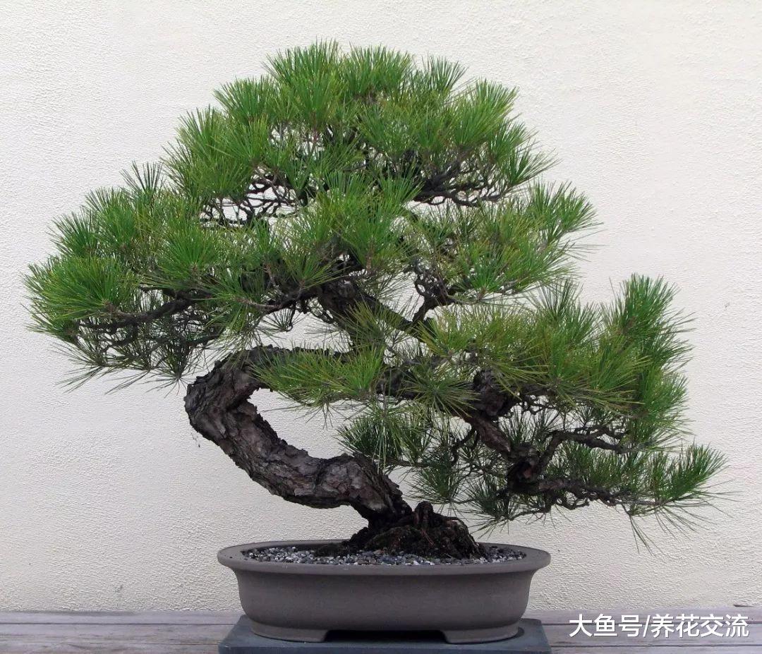 掌握养护盆景最关键的几个技巧, 盆景树养几十年都没有问题